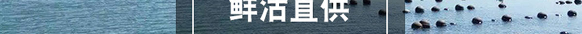 深圳鲜活生蚝批发